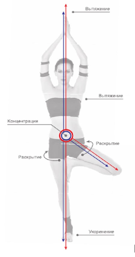Врикшасана —  поза дерева
